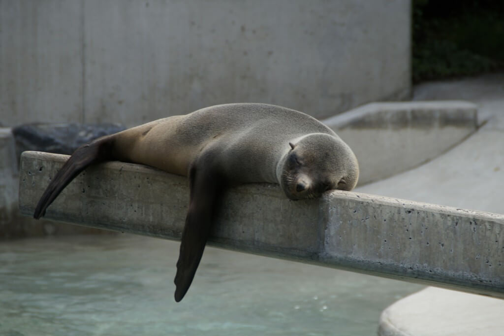 sleep